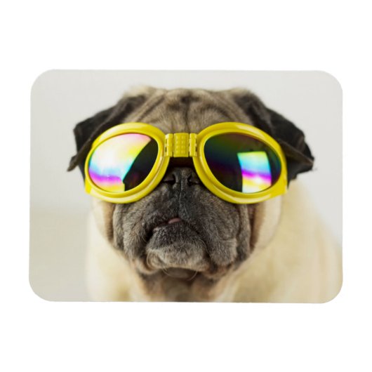 Pug met Goggles Magneet (Horizontaal)
