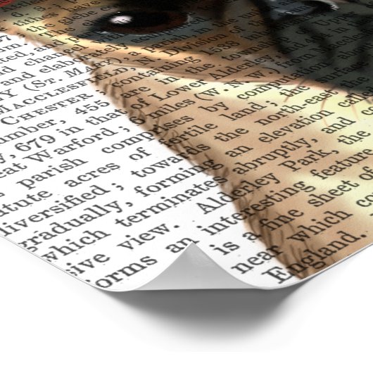 Pug met roodborstbedekking op kop poster (Hoek)