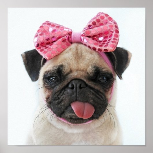 Pug met roze romp poster (Voorkant)