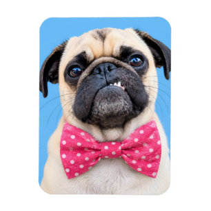 Pug met roze strik magneet