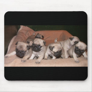 pug muismat