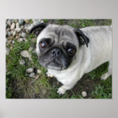 Pug n Pebbles Print (Voorkant)
