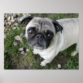 Pug n Pebbles Print