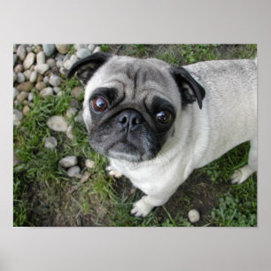 Pug n Pebbles Print
