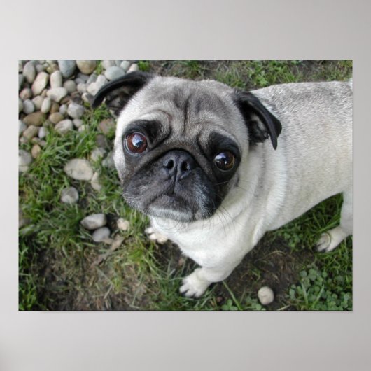 Pug n Pebbles Print (Voorkant)