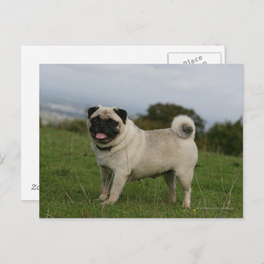 Pug Panting Briefkaart (Voorkant / Achterkant)