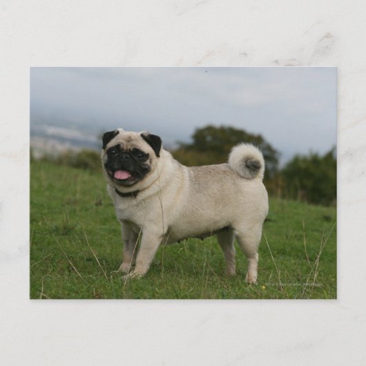 Pug Panting Briefkaart (Voorkant)