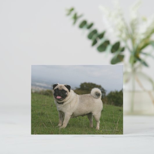 Pug Panting Briefkaart (Staand voorkant)