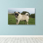 Pug Panting Canvas Afdruk (Insitu (Houten vloer))