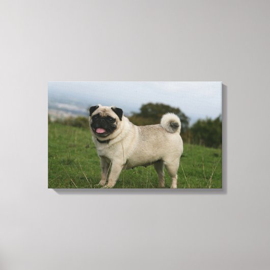 Pug Panting Canvas Afdruk (Voorkant)
