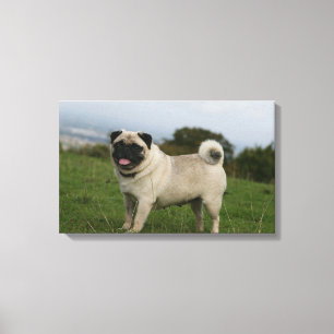 Pug Panting Canvas Afdruk