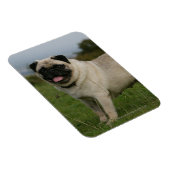 Pug Panting Magneet (Rechterzijde)