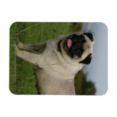 Pug Panting Magneet (Horizontaal)