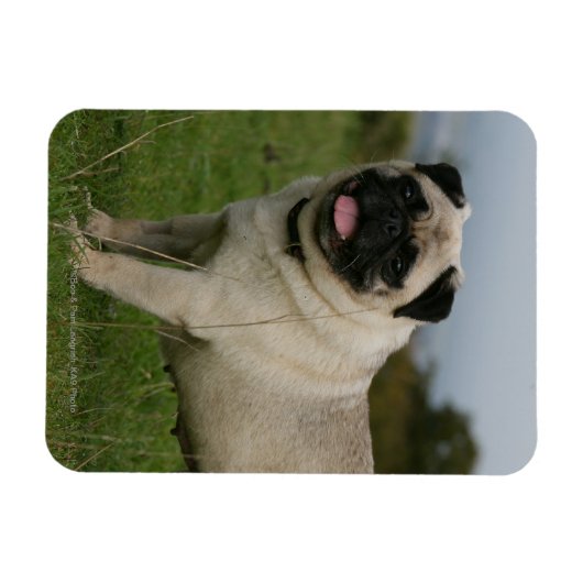 Pug Panting Magneet (Horizontaal)