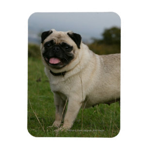 Pug Panting Magneet
