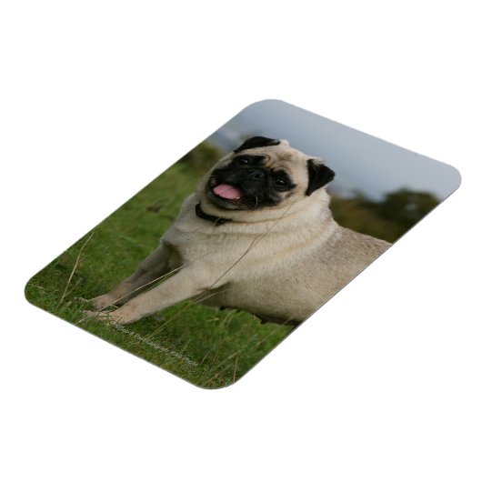 Pug Panting Magneet (Linkerzijde)
