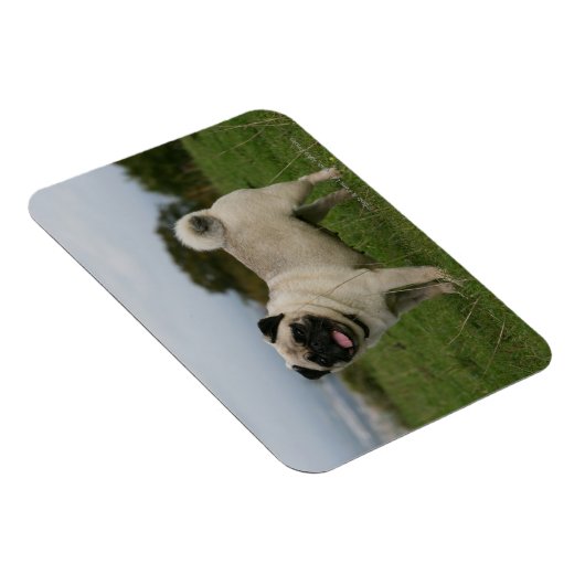Pug Panting Magneet (Rechterzijde)