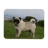 Pug Panting Magneet (Horizontaal)