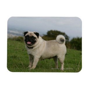 Pug Panting Magneet