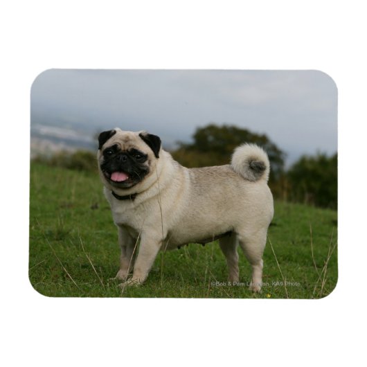 Pug Panting Magneet (Horizontaal)