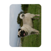 Pug Panting Magneet (Verticaal)