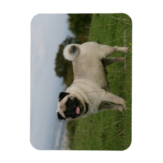 Pug Panting Magneet (Verticaal)