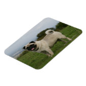 Pug Panting Magneet (Linkerzijde)