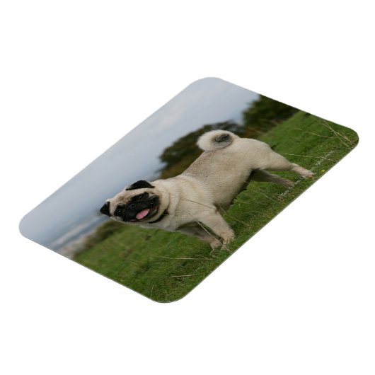 Pug Panting Magneet (Linkerzijde)