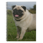 Pug Panting Notitieboek (Voorkant)
