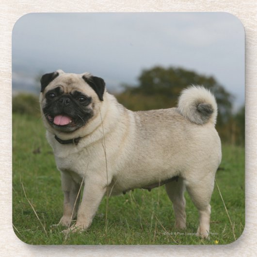 Pug Panting Onderzetter (Voorkant)