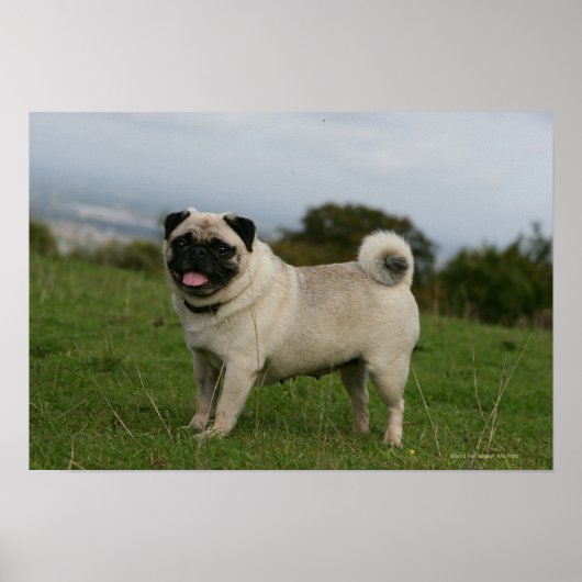 Pug Panting Poster (Voorkant)