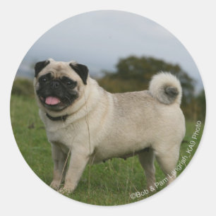 Pug Panting Ronde Sticker