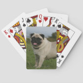 Pug Panting Speelkaarten (Achterkant)