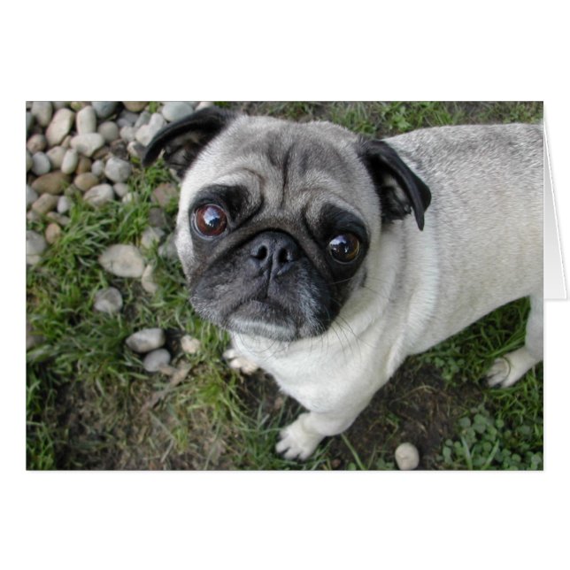 Pug Pebbles Kaart (Voorkant Horizontaal)