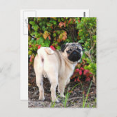 Pug Photo Post-kaarten Briefkaart (Voorkant / Achterkant)