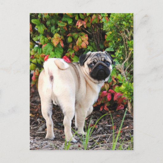 Pug Photo Post-kaarten Briefkaart (Voorkant)