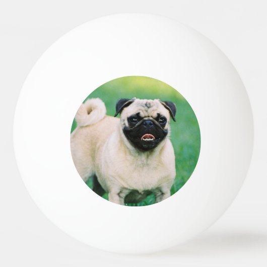 Pug Pingpongbal (Voorkant)