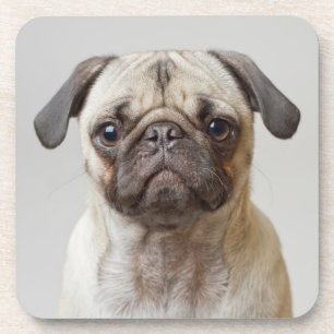 Pug Portrait Bier Onderzetter
