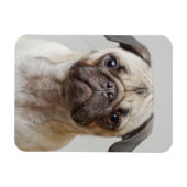 Pug Portrait Magneet (Horizontaal)