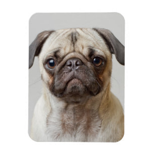 Pug Portrait Magneet