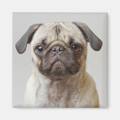 Pug Portrait Magneet (Voorkant)