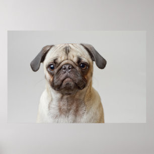 Pug Portrait Poster