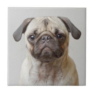 Pug Portrait Tegeltje