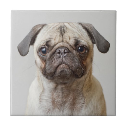 Pug Portrait Tegeltje (Voorkant)
