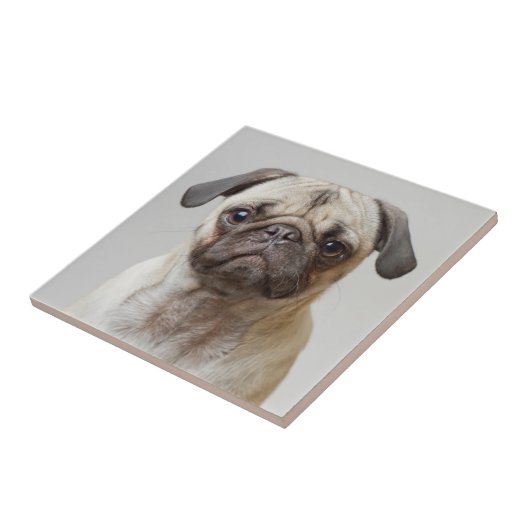 Pug Portrait Tegeltje (Zijkant)
