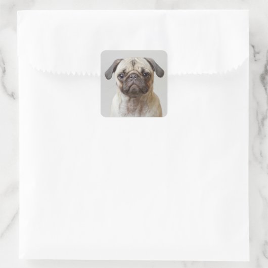 Pug Portrait Vierkante Sticker (Tas)
