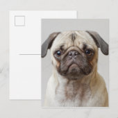 Pug-portret Briefkaart (Voorkant / Achterkant)