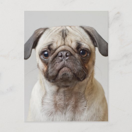 Pug-portret Briefkaart (Voorkant)
