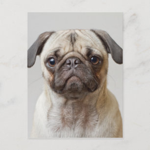 Pug-portret Briefkaart