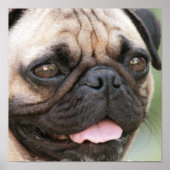 Pug-Poster afdrukken Poster (Voorkant)